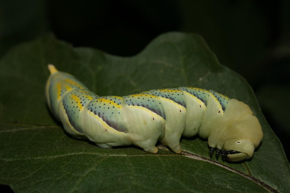 Bruchi di Acherontia atropos